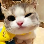 小猫的头像-松纸工作室博客