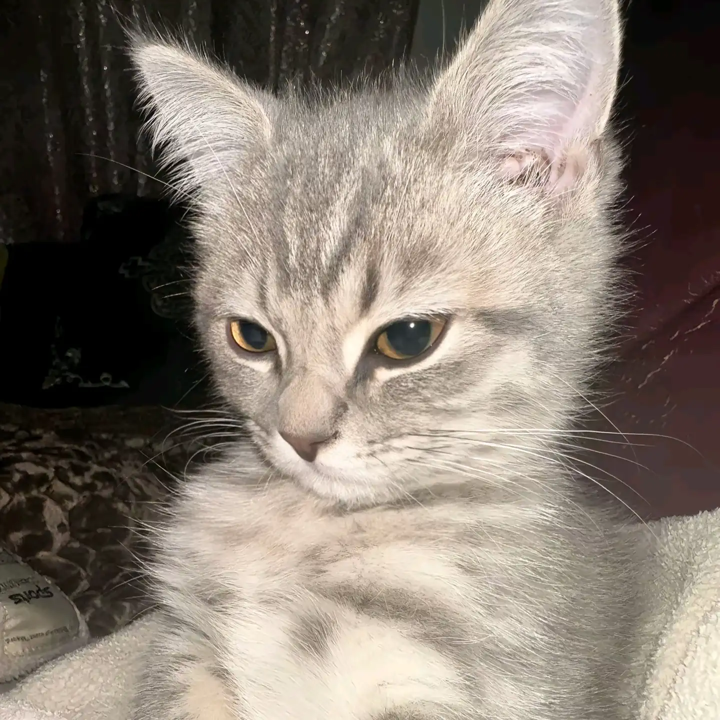 梦泽的头像-松纸工作室博客